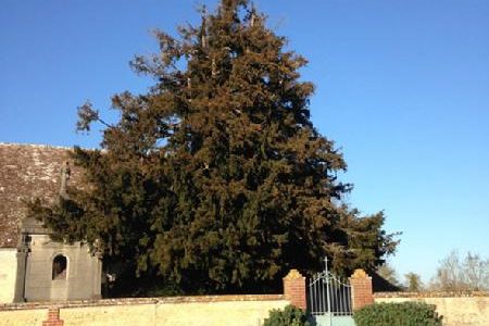 L'ifs du cimetière de l'église d'Abbeville